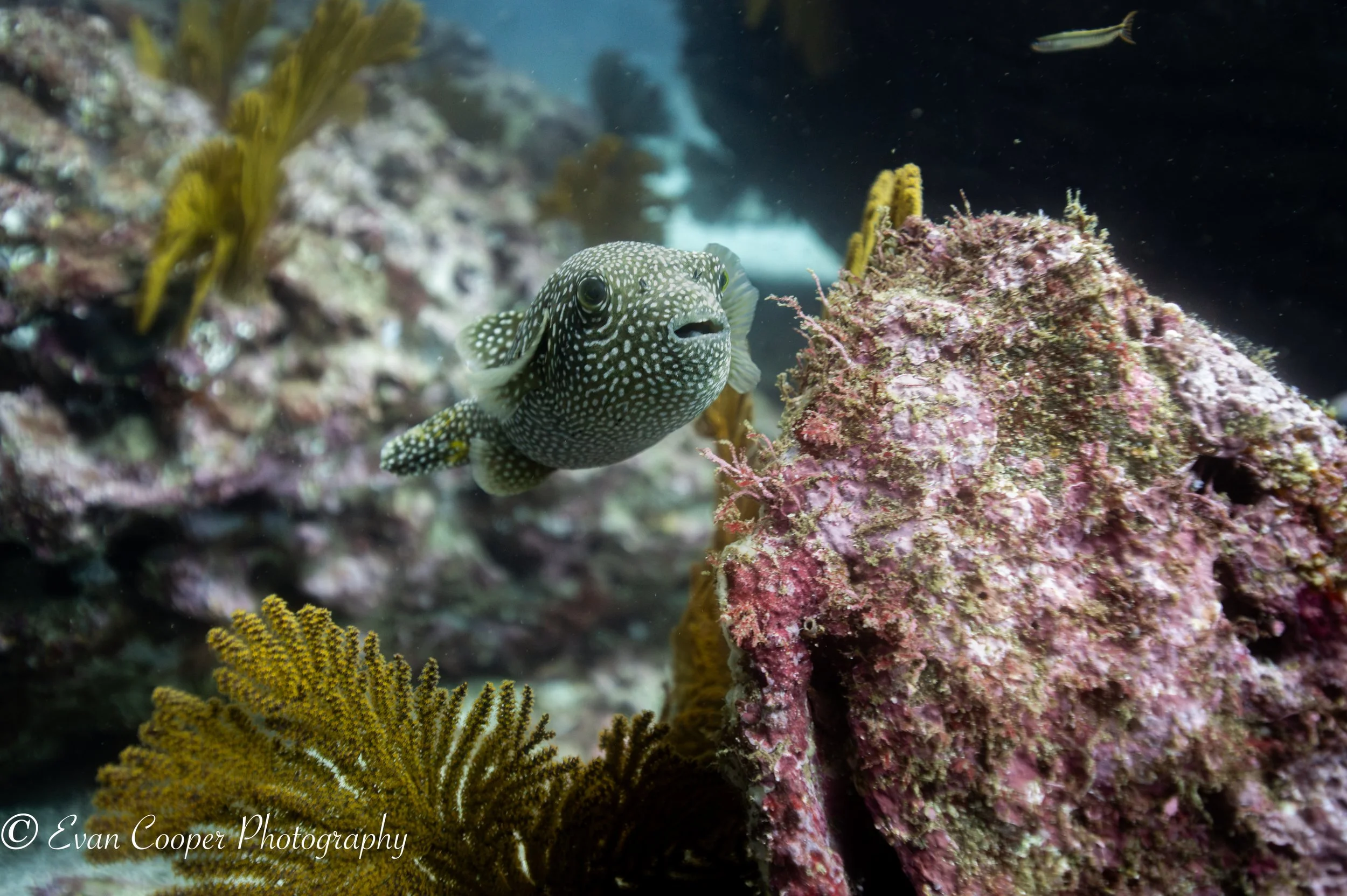 Pufferfish, Galapagos Islands
