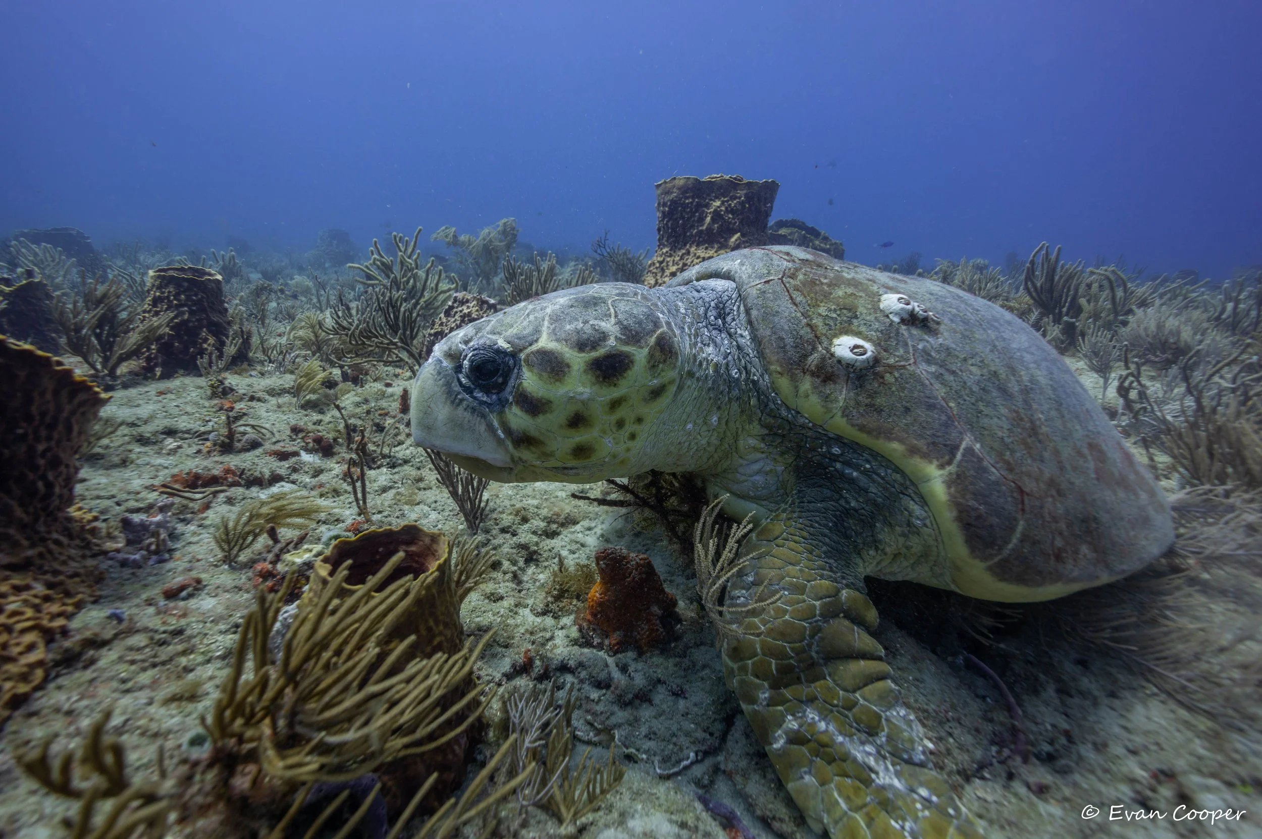 Loggerhead side angle 2.jpeg