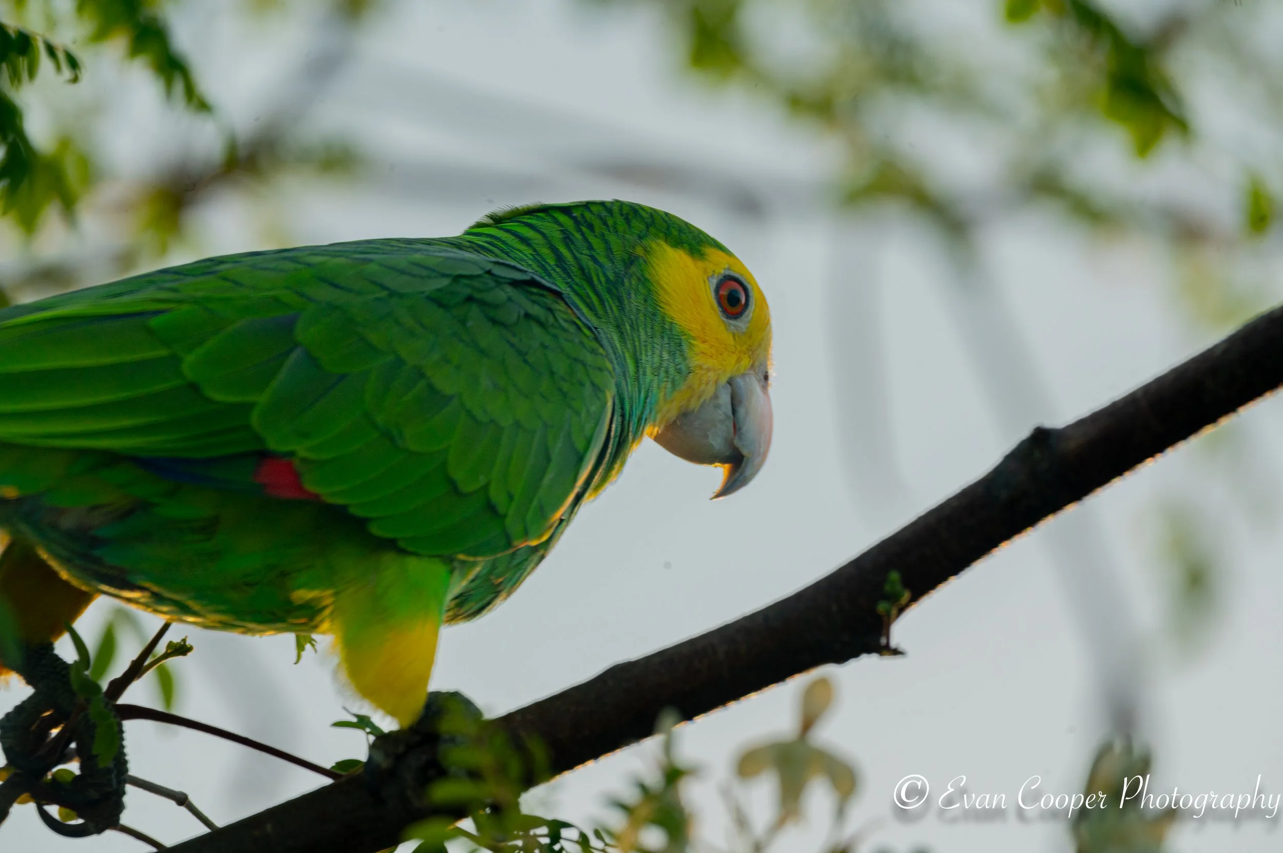 Yellow Shouldered Amazon, Bonaire.
