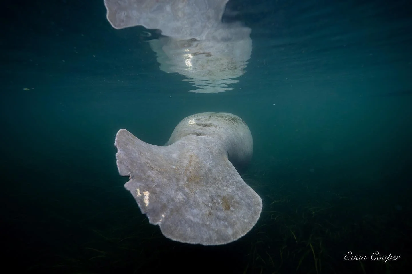 Manatee Tail Itch 2021.jpg