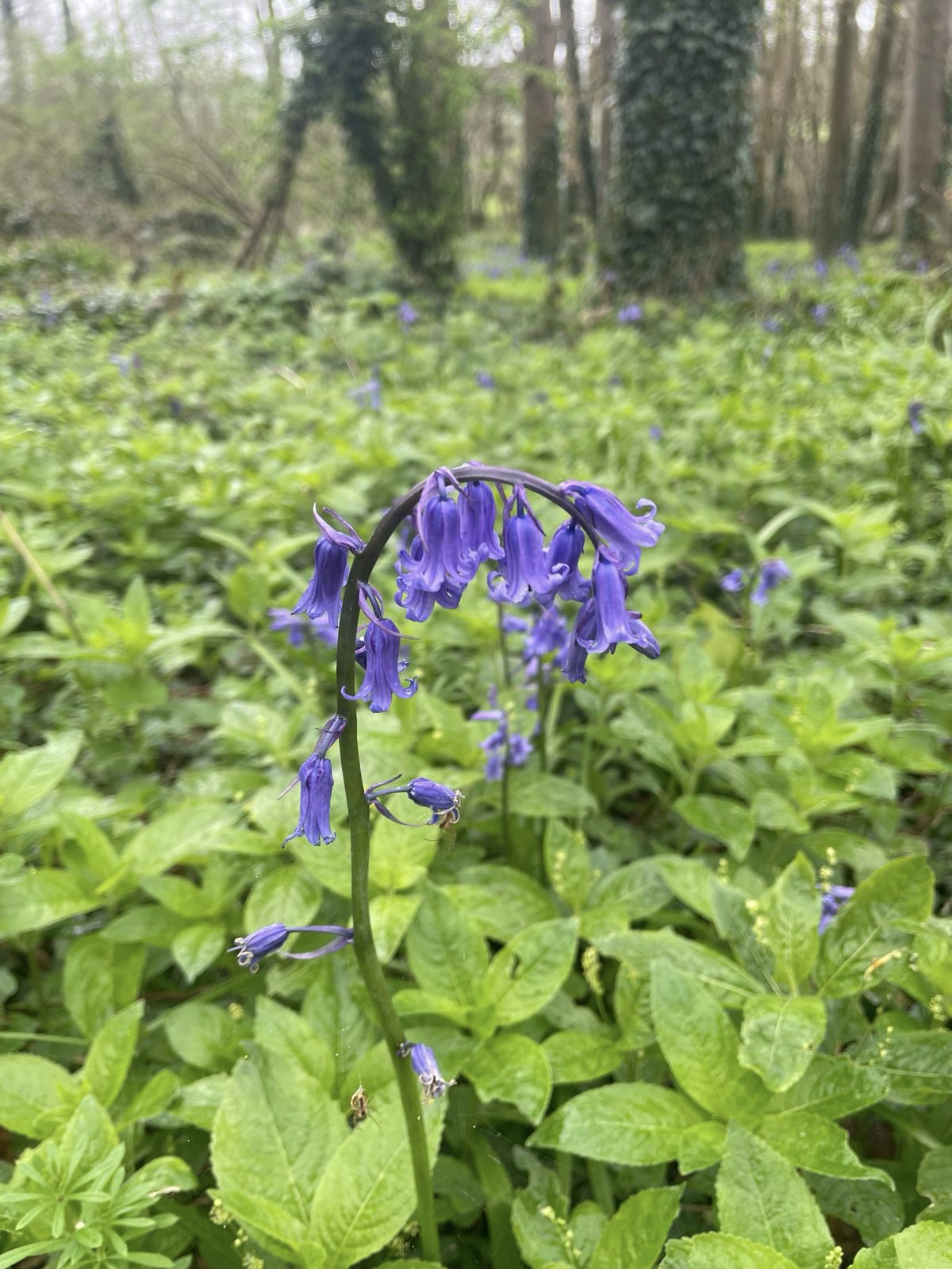 Bluebell flowers growing on a woodland floor in spring.