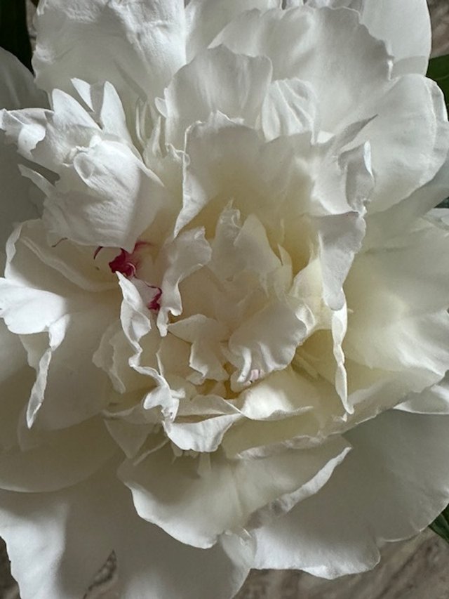 Close-up of a white peony flower with layered petals.