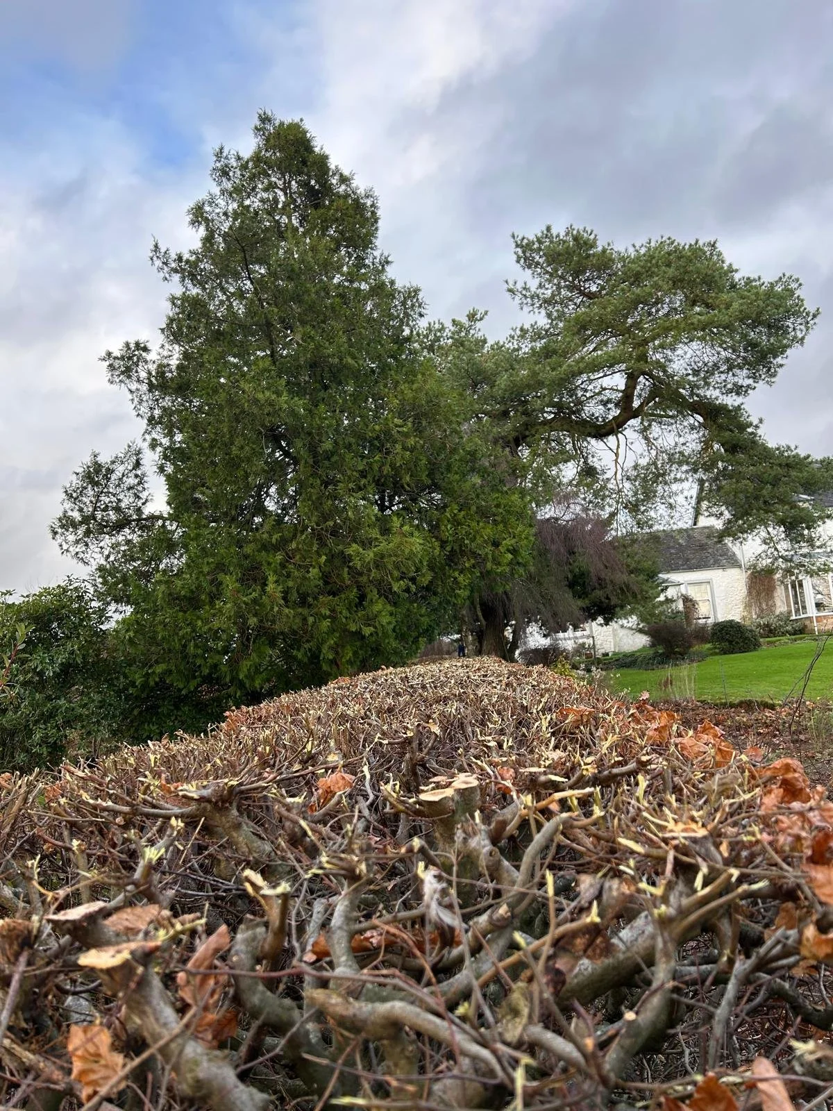 Hedge Cutting & Reductions