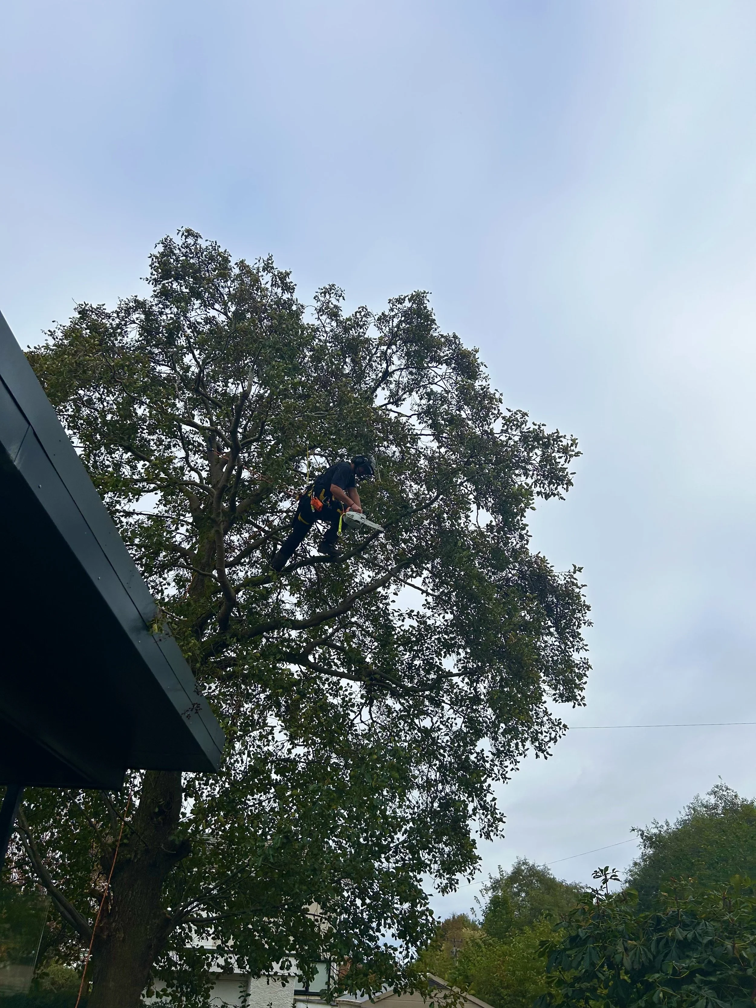 Tree Pruning & Reduction