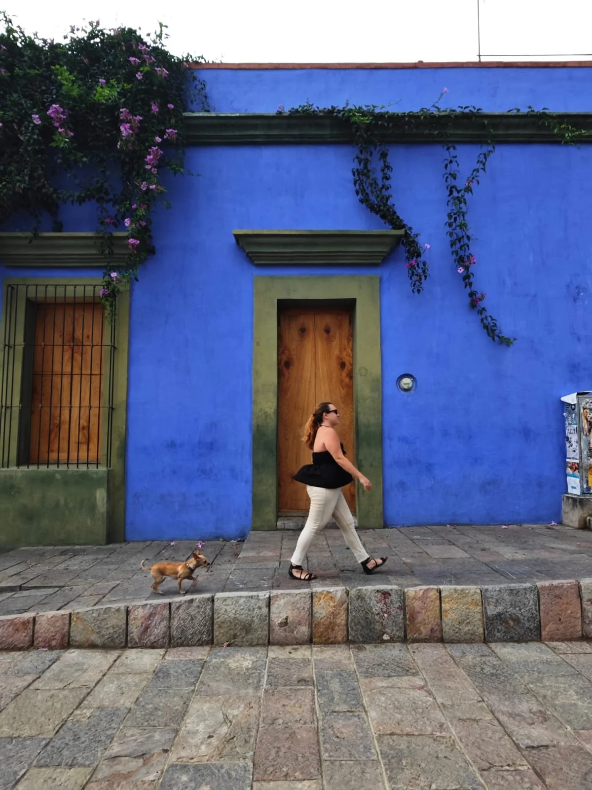A woman walking a small dog on a sidewalk in front of a vibrant blue building with green trim and purple flowers climbing the wall.