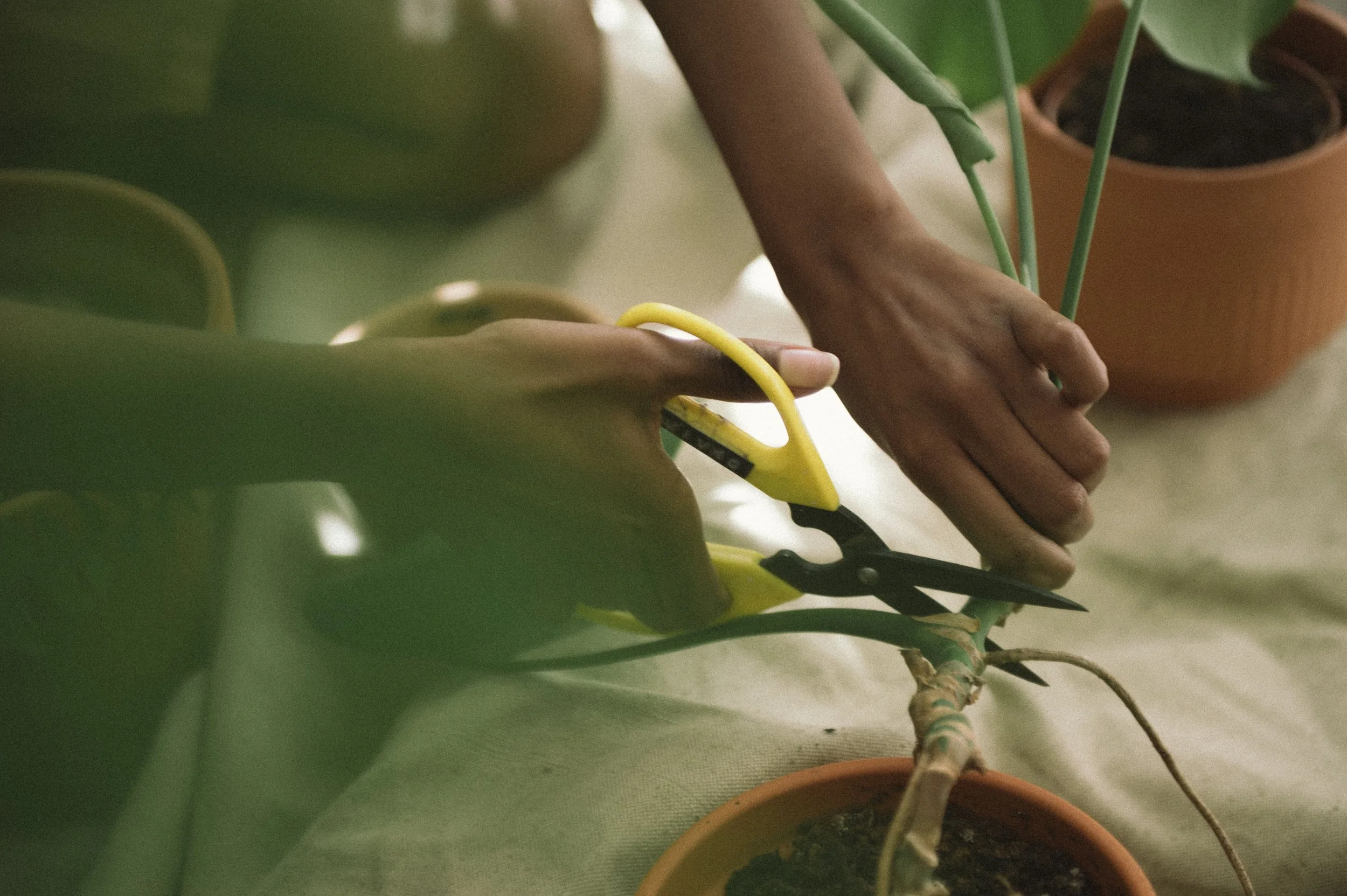 Close-up of a person's hand cutting a plant stem with yellow-handled scissors, with potted plants nearby.