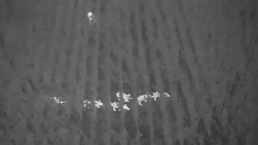 Wild Boar Invasive Species Detecting