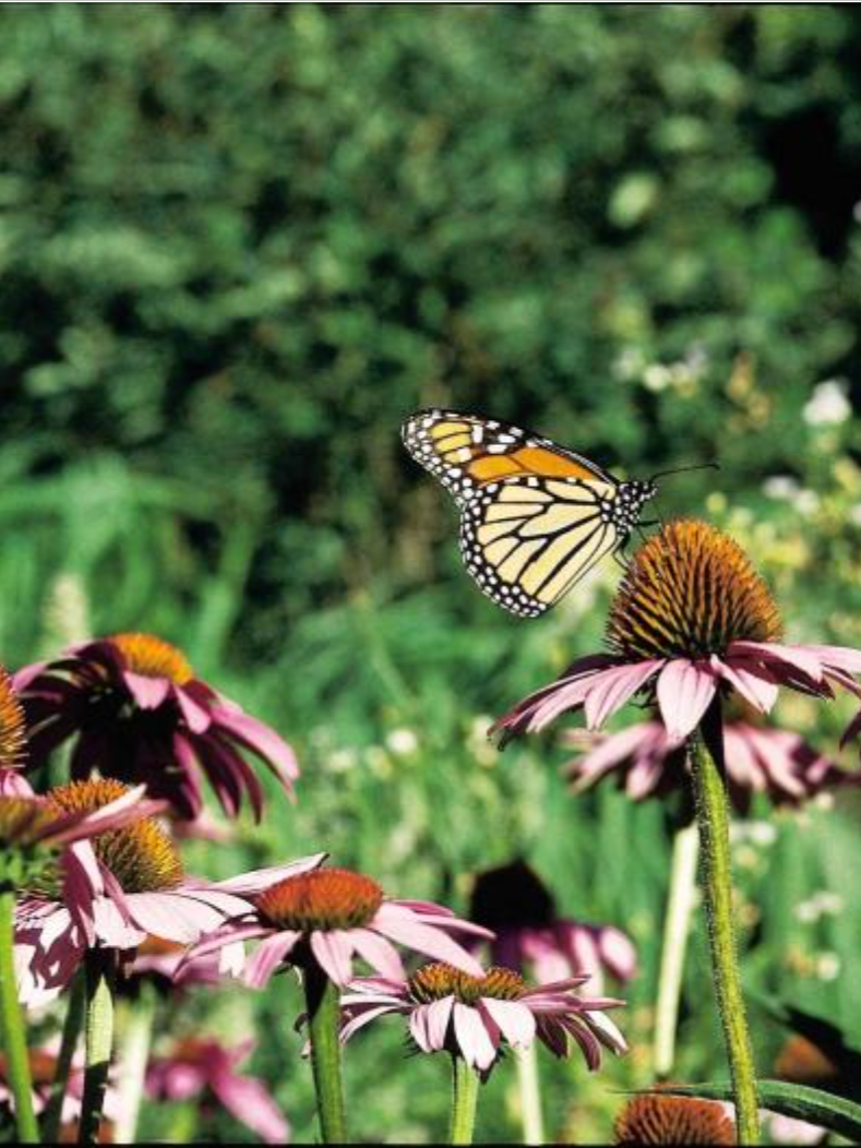 Fundamentals of Sustainability