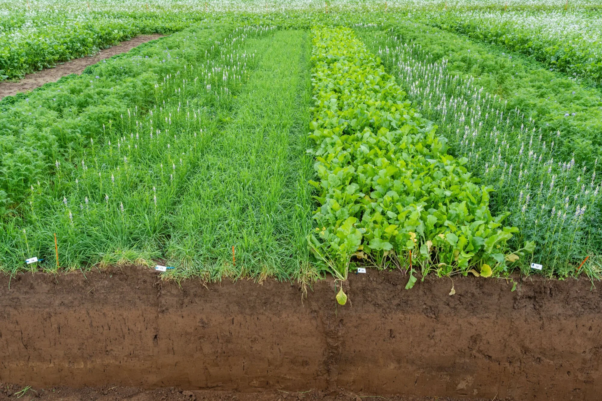 Rows of green leafy vegetables in a farm field