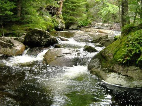 A flowing river with rocks surrounded by lush green trees in a forest