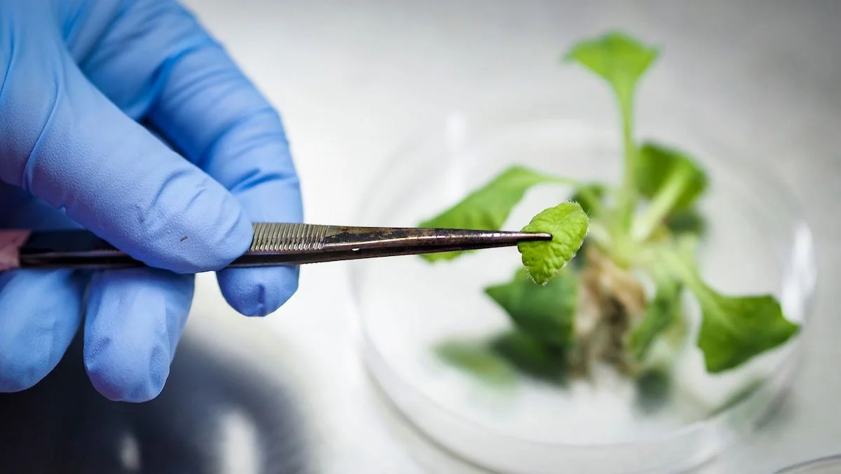 Close-up of a hand wearing a blue glove using tweezers to handle a small green seedling in a petri dish.