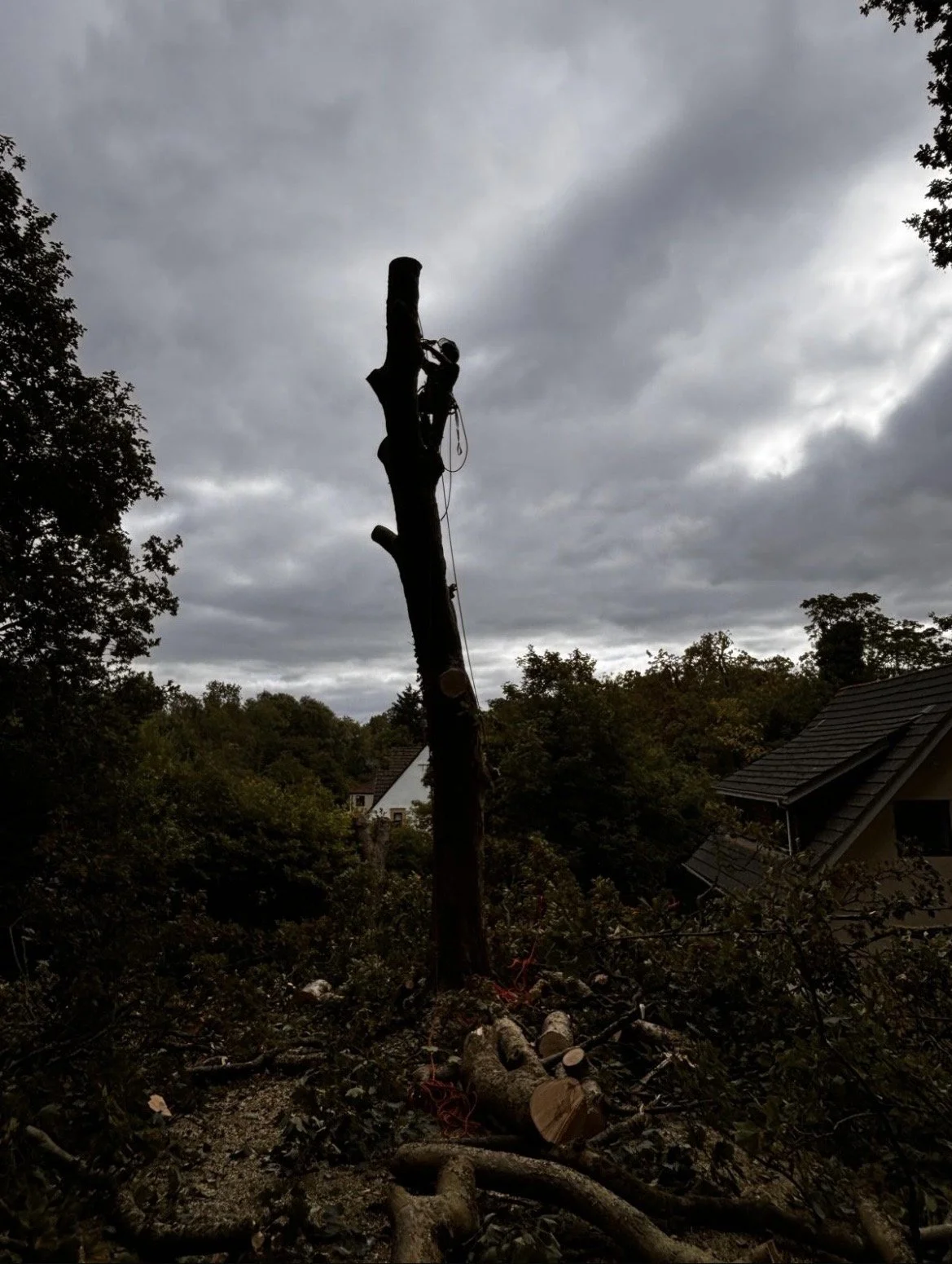 Tree climber. sycamore tree. tree felling