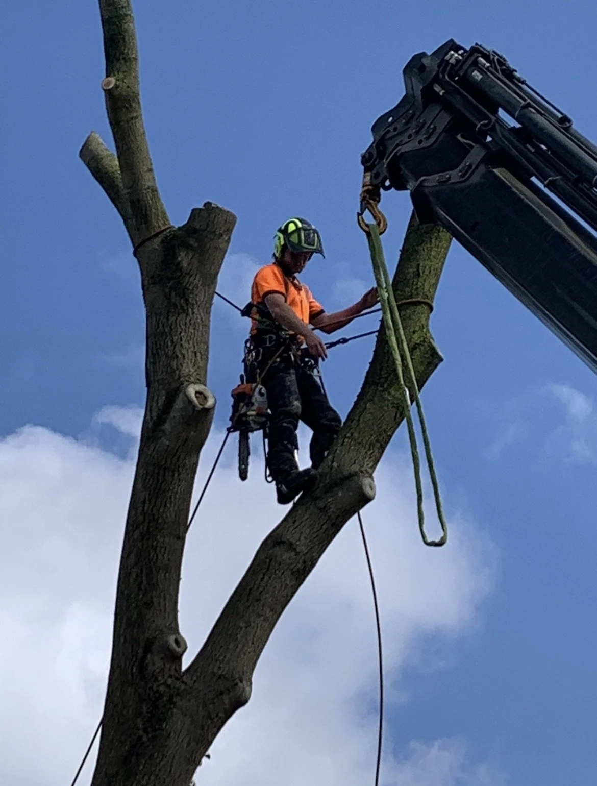 Tree trimming worker in safety gear on a tall tree, operating a boom lift, against a partly cloudy sky.