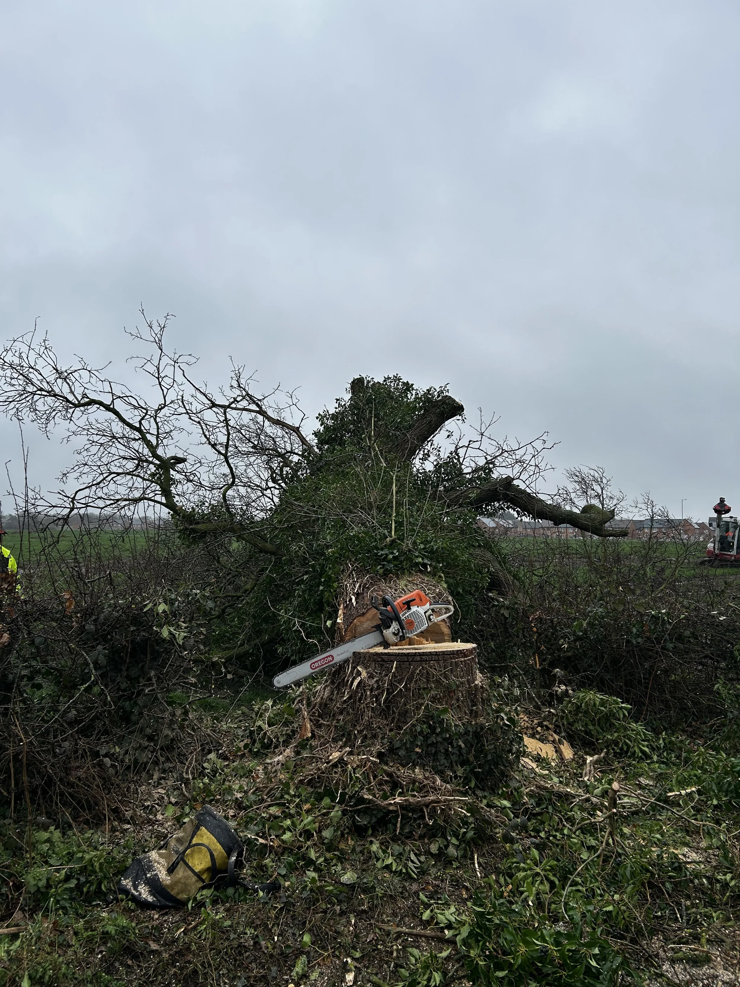 A fallen tree cut down, with chainsaw on the stump, and debris including branches and leaves scattered on the ground.