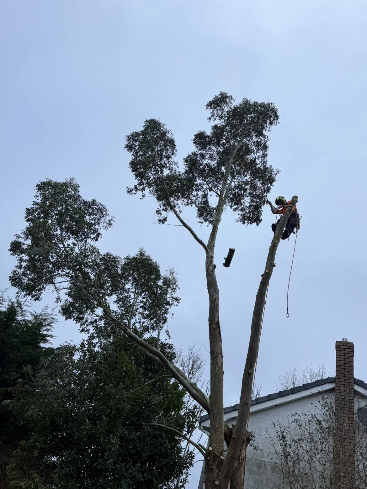 A tree worker wearing a safety helmet and harness is climbing a tall tree to cut branches. The worker is using a ladder and ropes, and the sky is mostly clear with some clouds. There is a house with a brick chimney in the background.