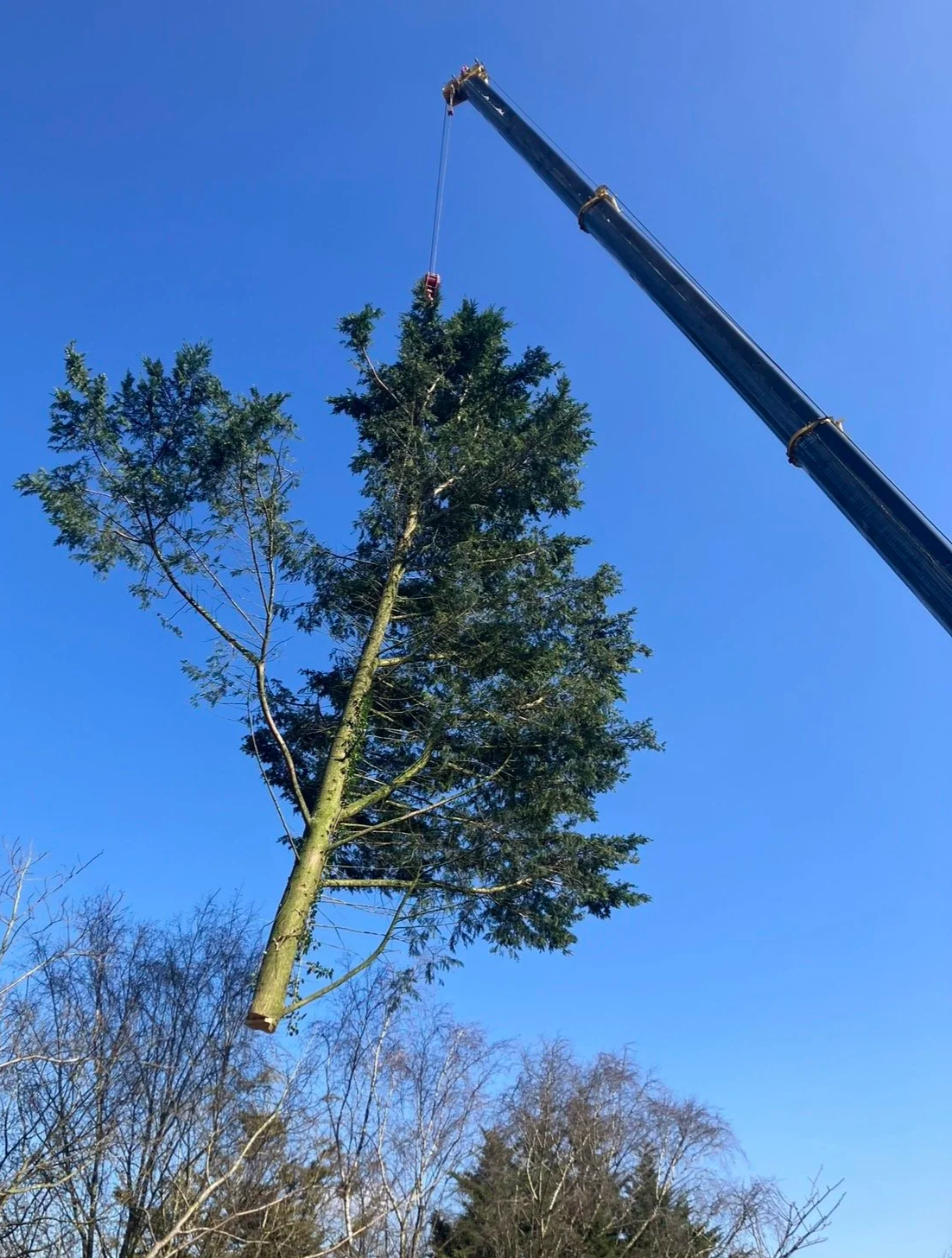 Conifer crane removal
