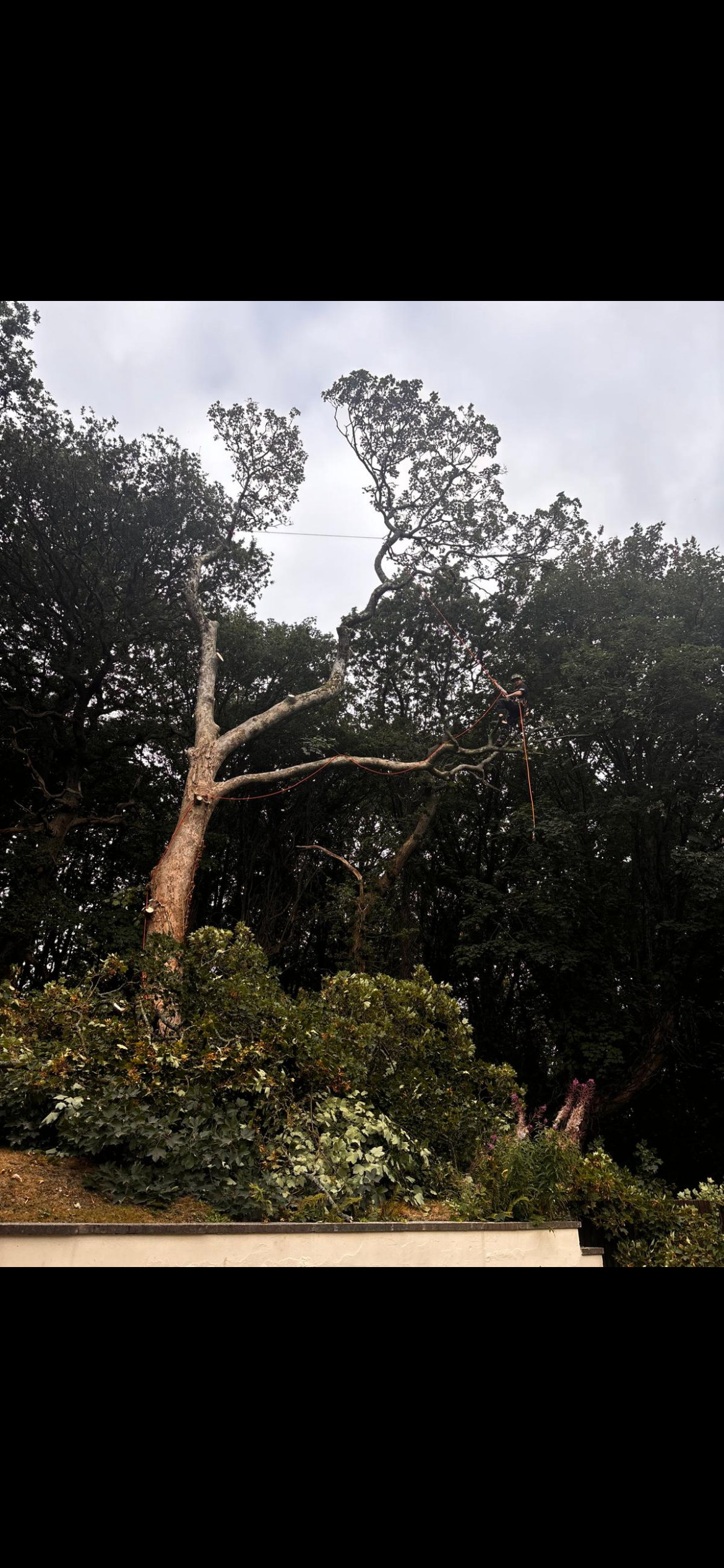 A person working on a tall tree with safety harness and ropes in a forested area.