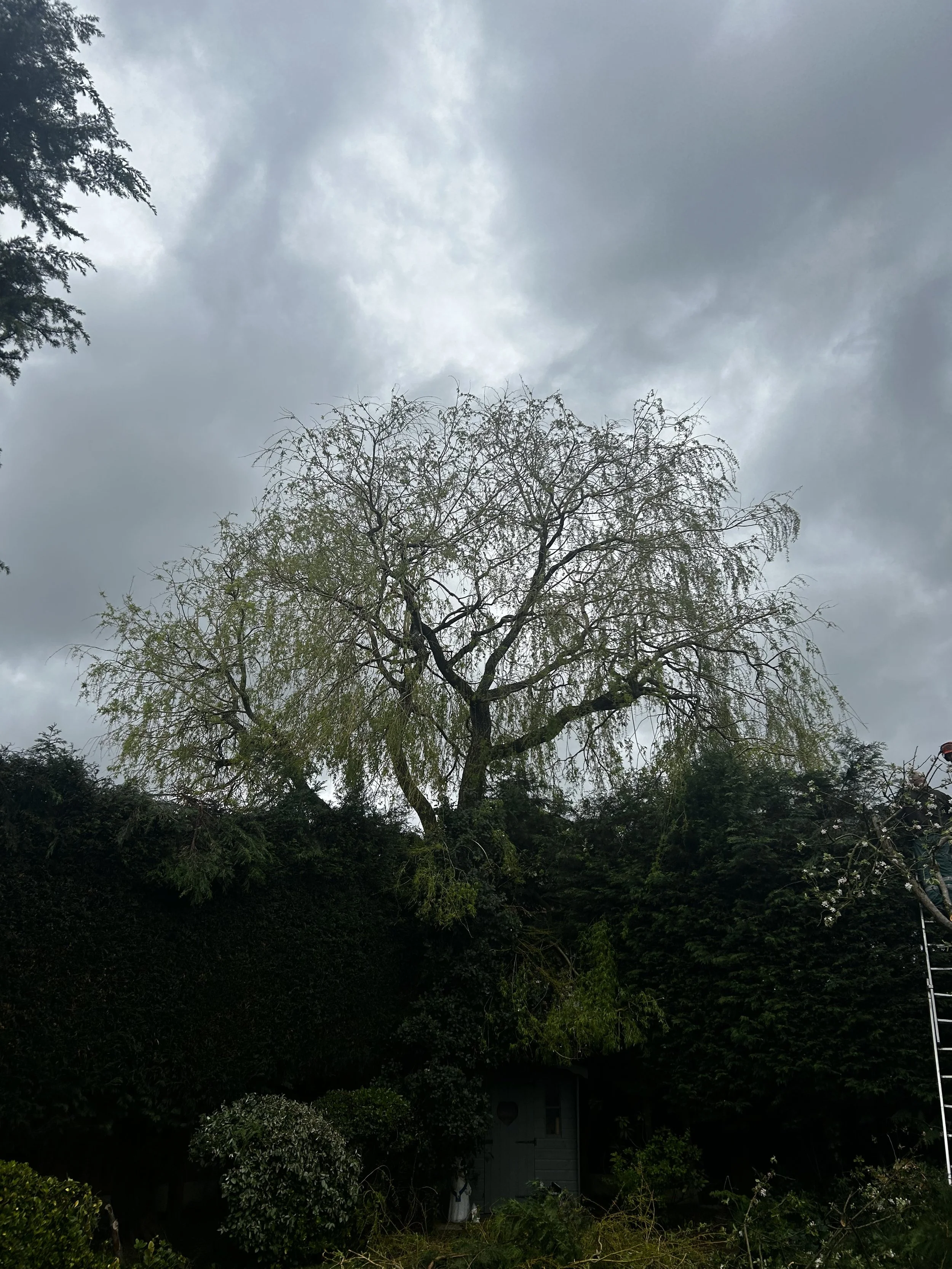 A cloudy sky with a few patches of light, viewed from a garden with trees and shrubs. There's a large tree in the center with sparse branches, and a small shed or house at the bottom with dark green foliage around it.