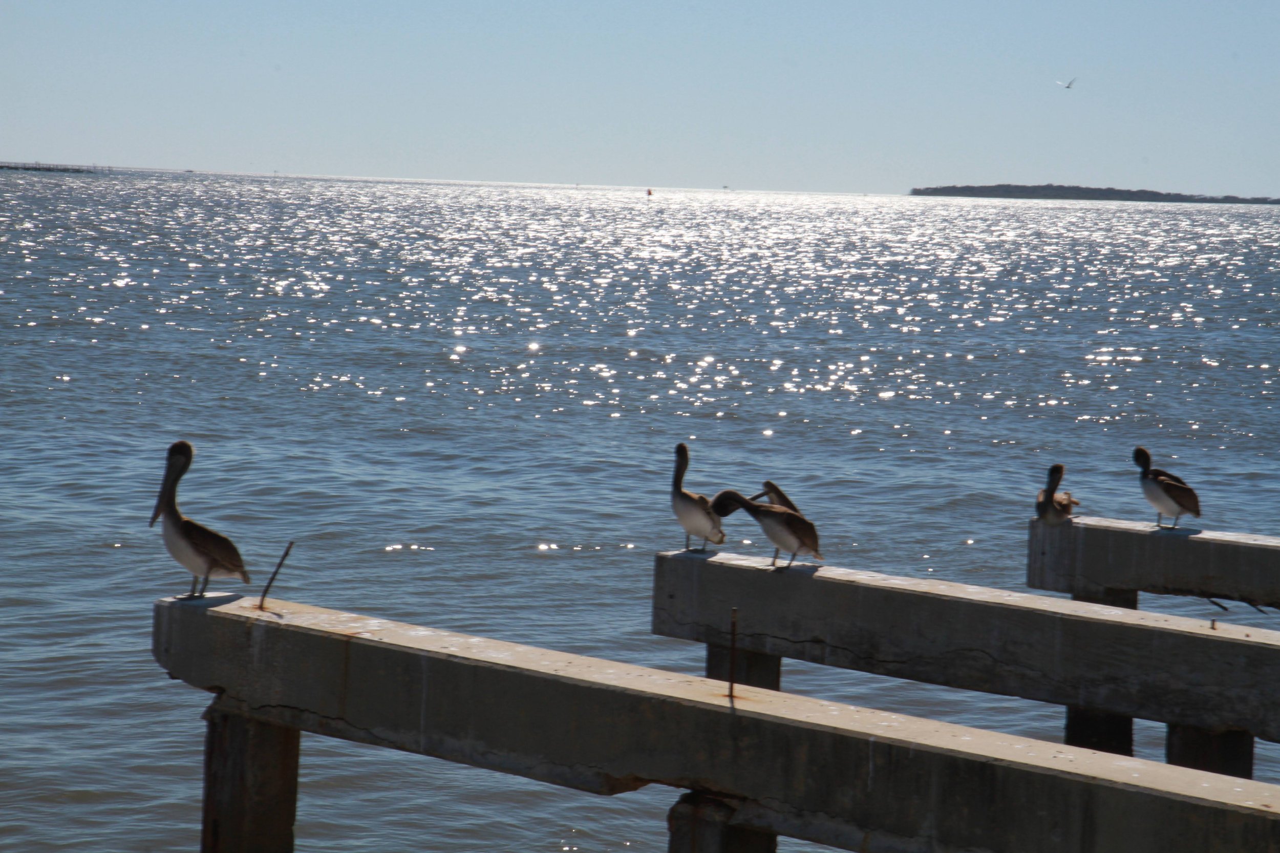 Five ducks perched on wooden posts along a pier by the water, with sunlight reflecting off the surface, and a distant landmass in the background.
