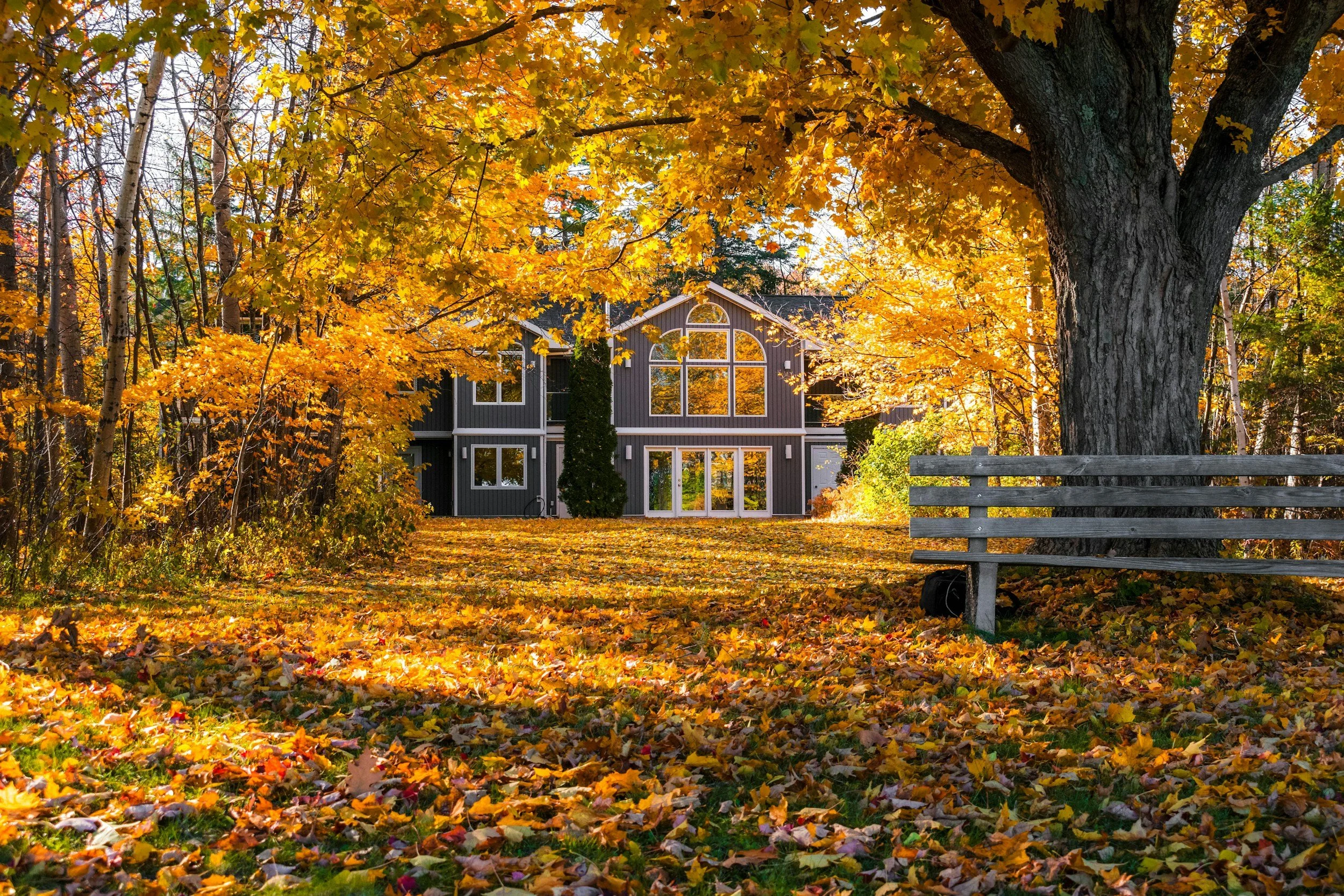 A house with dark siding and large windows, surrounded by fall foliage with yellow and orange leaves on trees and covering the ground, with a large tree in the foreground and a wooden bench on the right side.