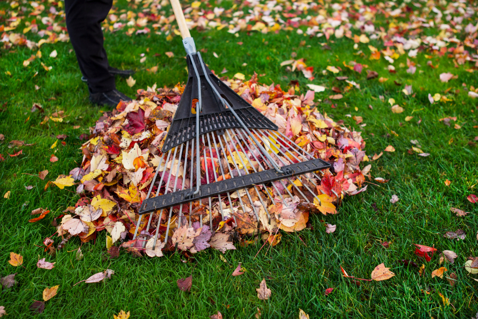 Person raking fallen autumn leaves into a pile on a grassy lawn