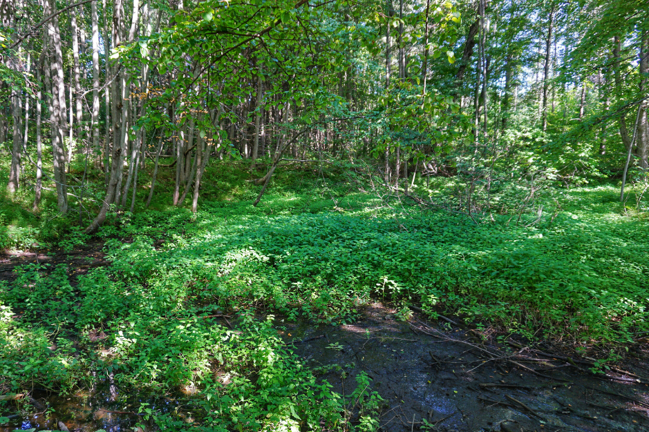 A lush green forest with dense trees, undergrowth, and a small water stream.