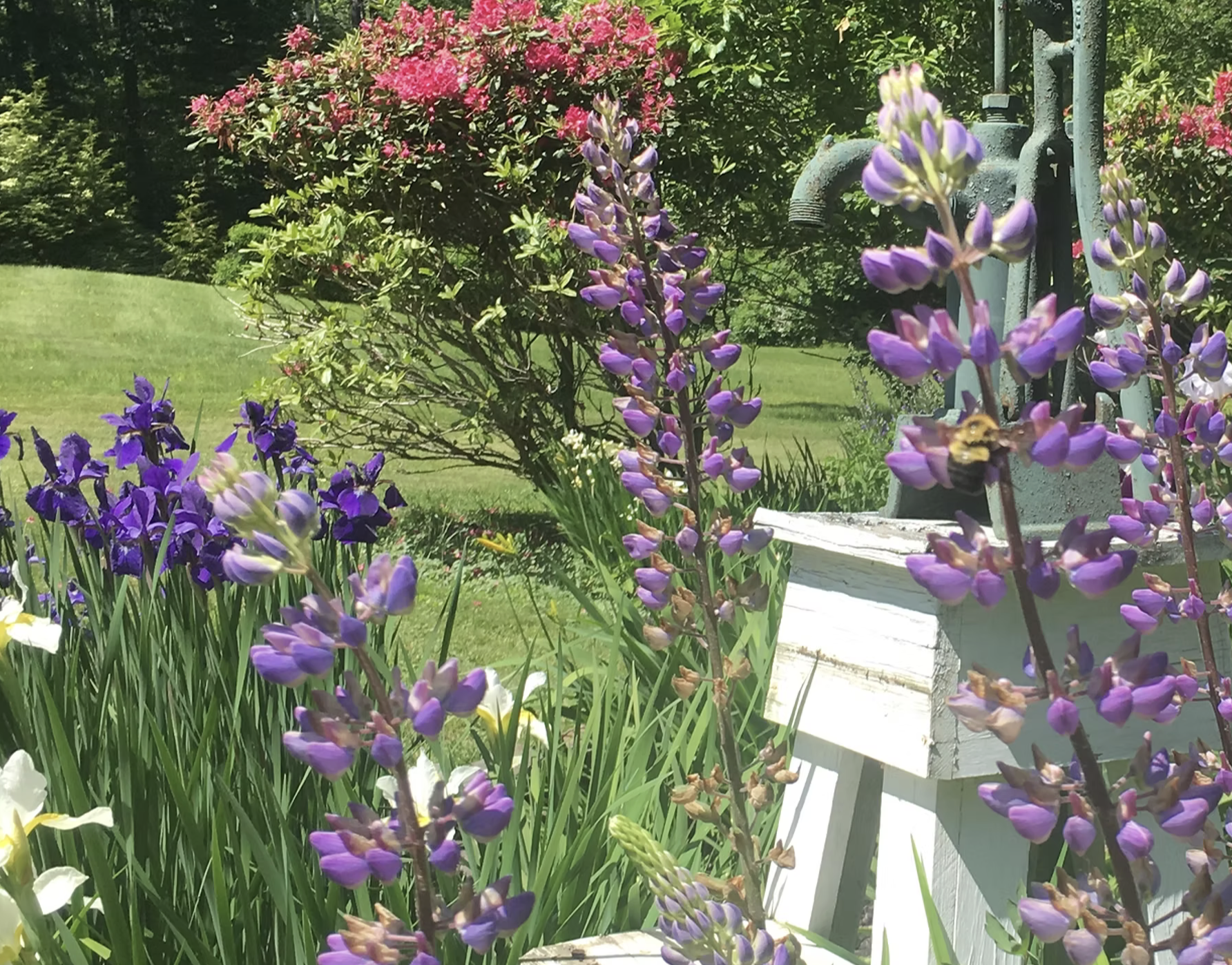 Colorful garden with purple and white flowers, pink flowering shrub, green grass, and a blue water faucet in the background.