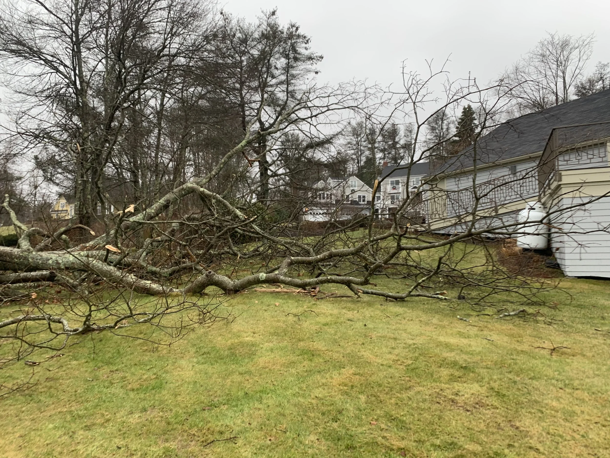 Fallen tree across a yard next to a propane tank in a residential neighborhood with houses in the background and overcast sky.
