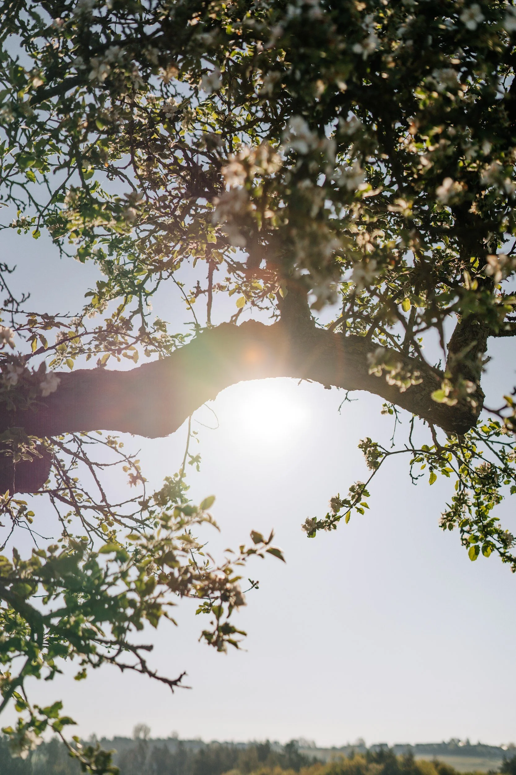 Sun shining through the leafy branches of a large tree over a rural landscape