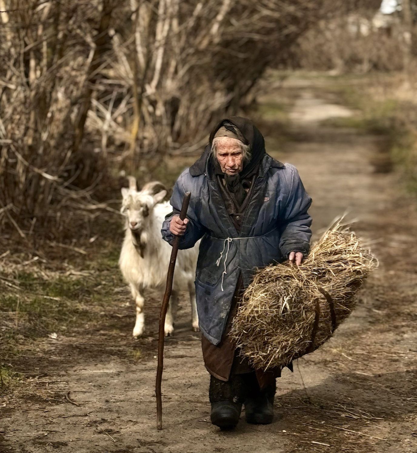 An elderly woman walking on a dirt path with a walking stick, carrying a bundle of hay, and a goat following behind her in a rural outdoor setting with trees and bushes.