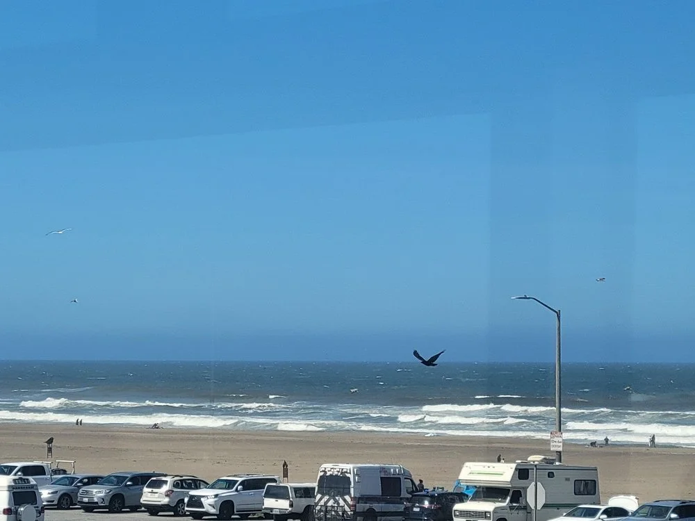 Beach with parked cars, ocean waves, and seagulls flying in blue sky.