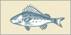 fish_animation_Beach.gif