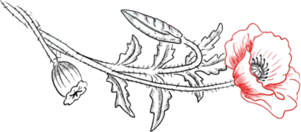 A black and white sketch of a poppy flower branch with a large red poppy bloom, a closed seed pod, and detailed leaves.