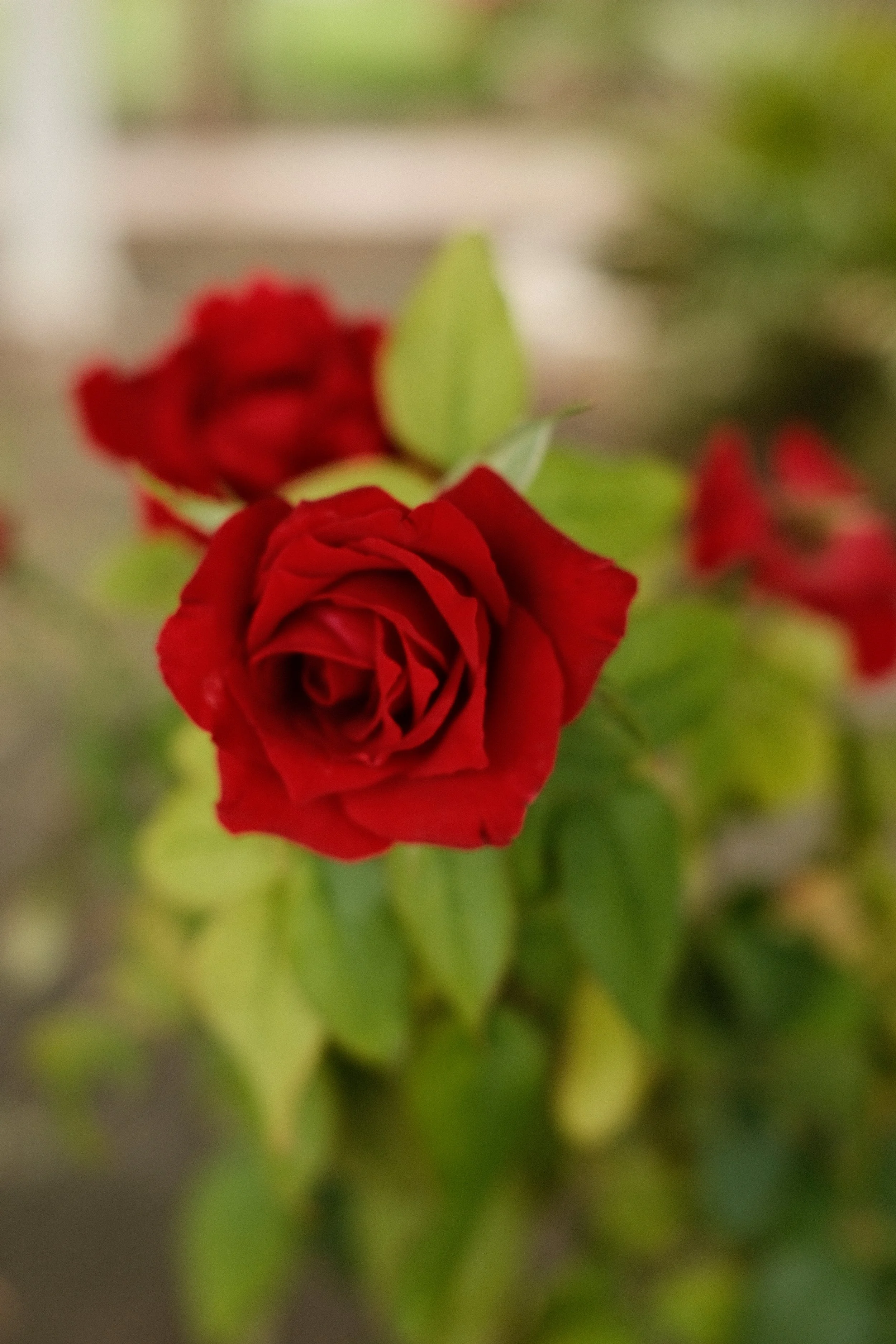 Close-up of a vibrant red rose in bloom with green leaves, slightly out of focus in the background.