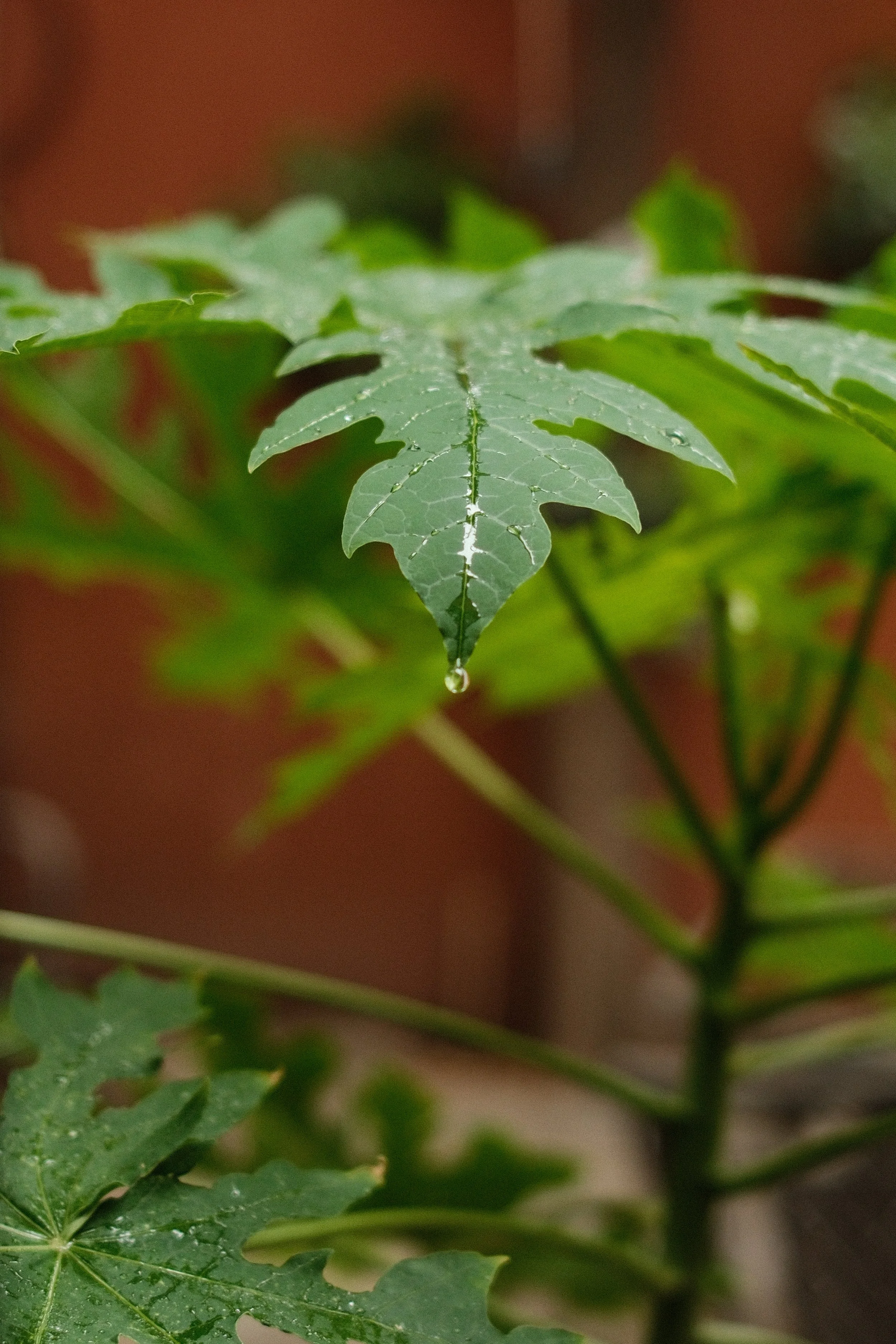 Close-up of a green papaya leaf with a water droplet hanging from the tip.