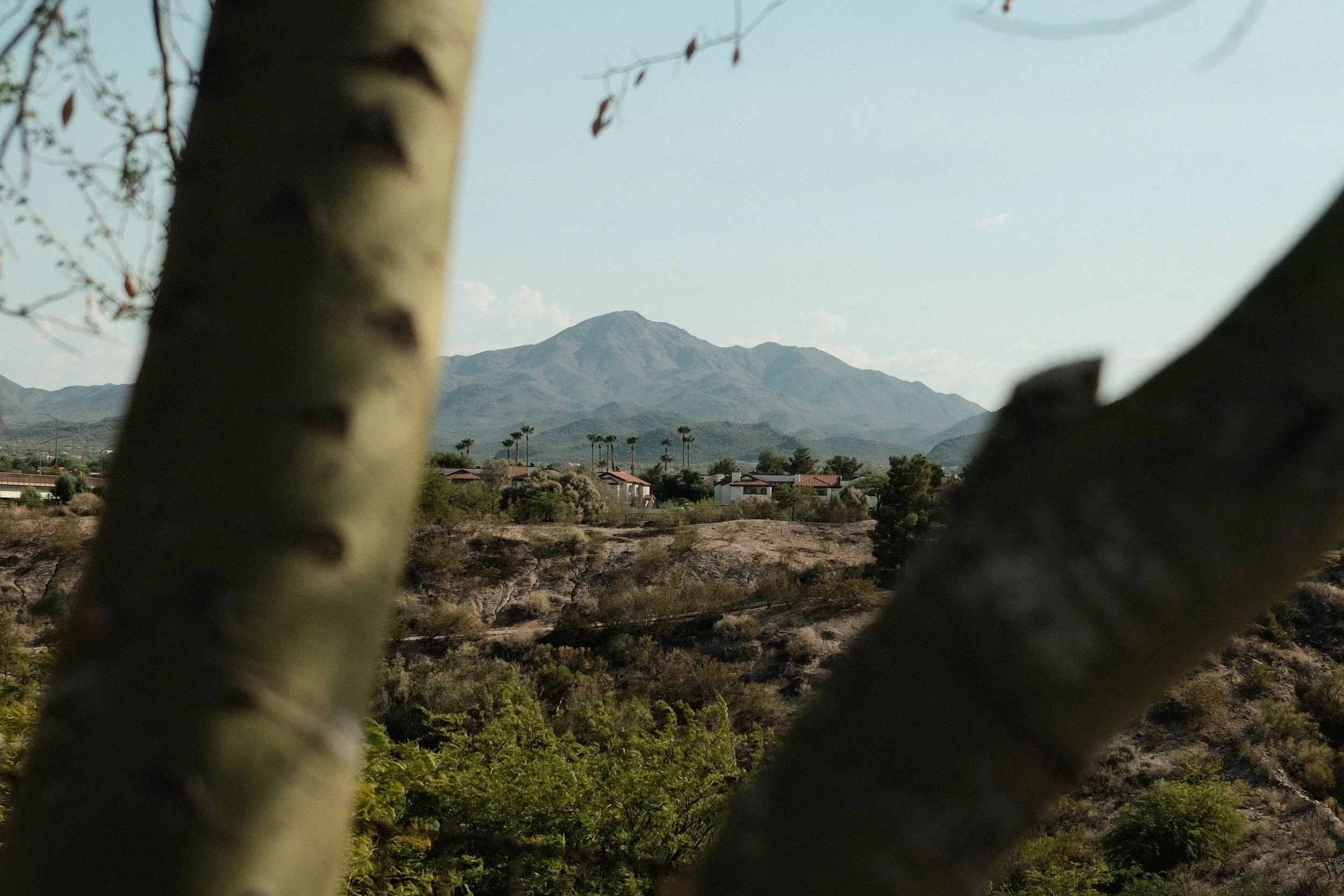 View of a mountain in the distance through the branches of a tree with a few houses and palm trees in the foreground.