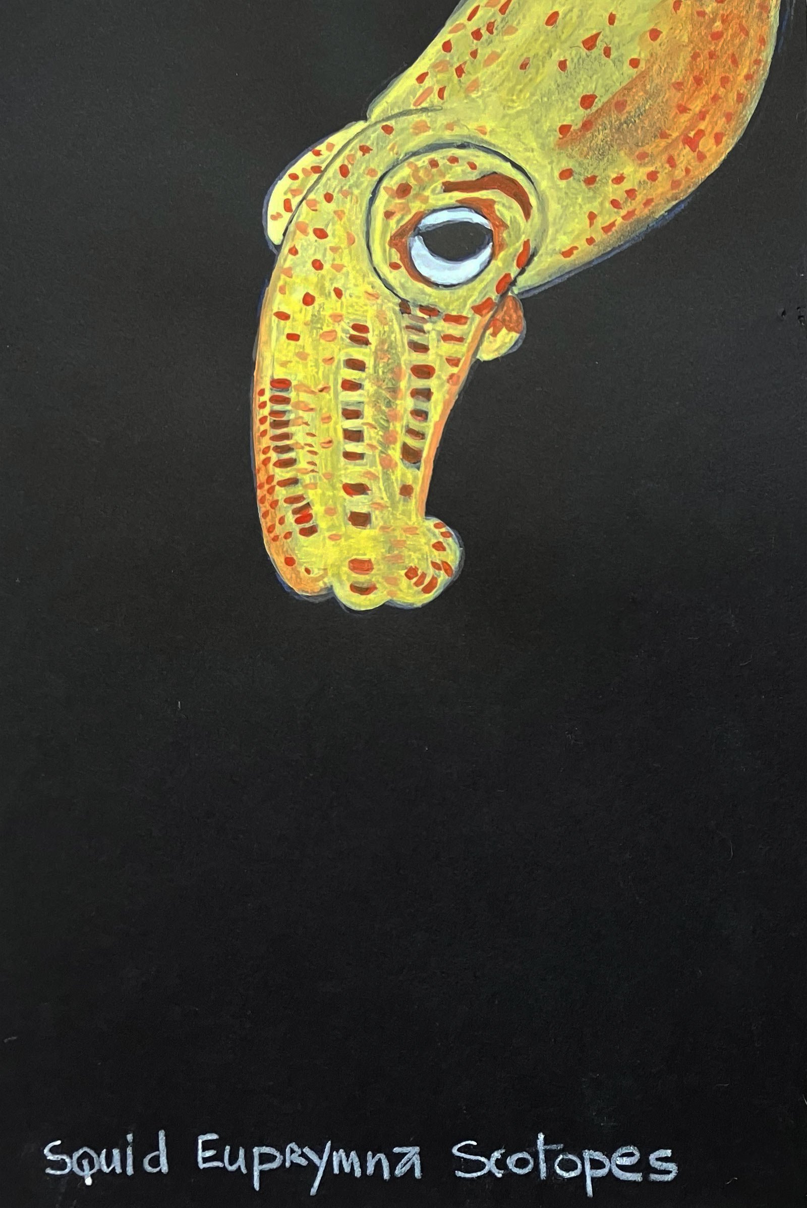  Squid Euprymna Scotopes 