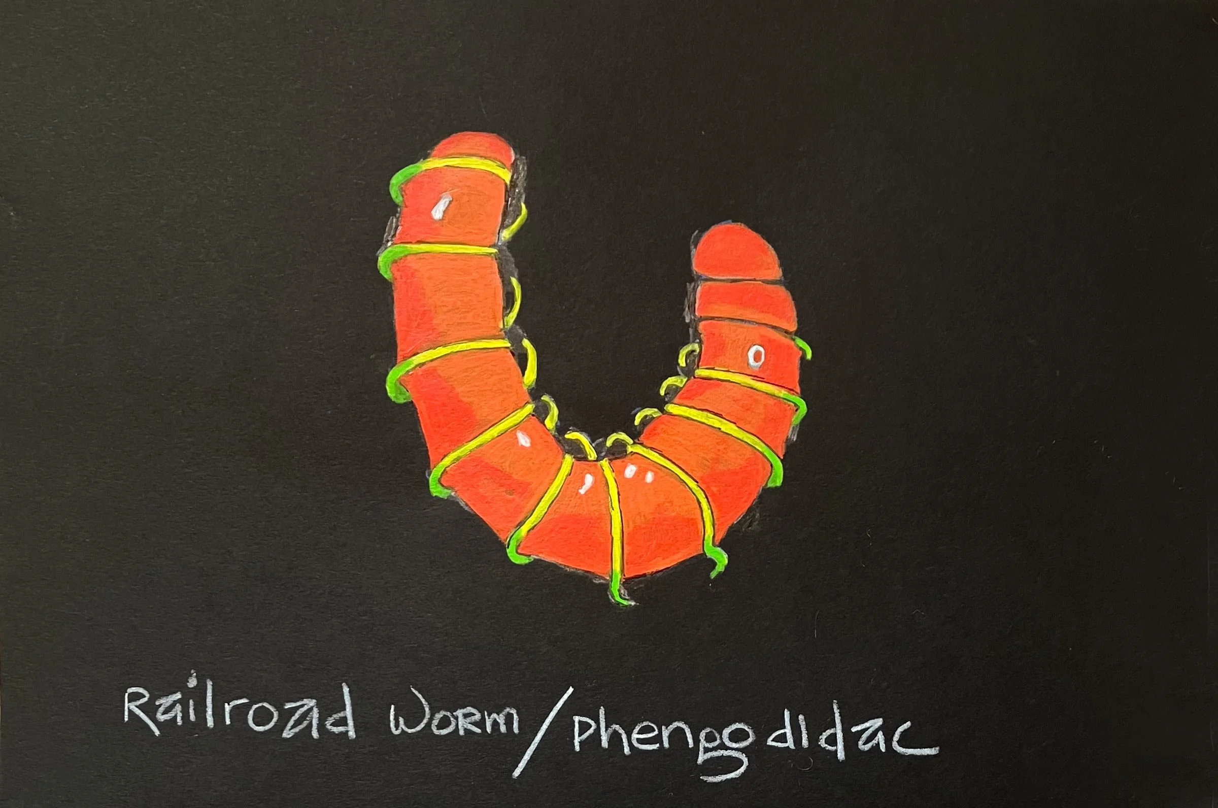  Railroad Worm/Phengodidac 