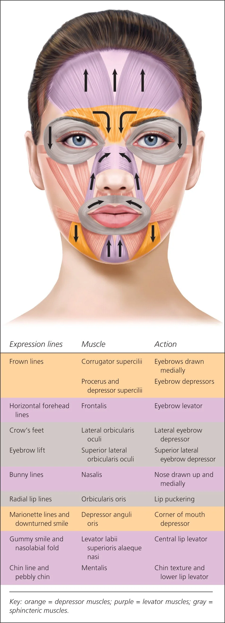 Facial anatomy diagram highlighting key muscles involved in expression lines and neurotoxin (Tox) treatments. Used for educational purposes on Carla Thomas Med Spa's Tox treatment page.