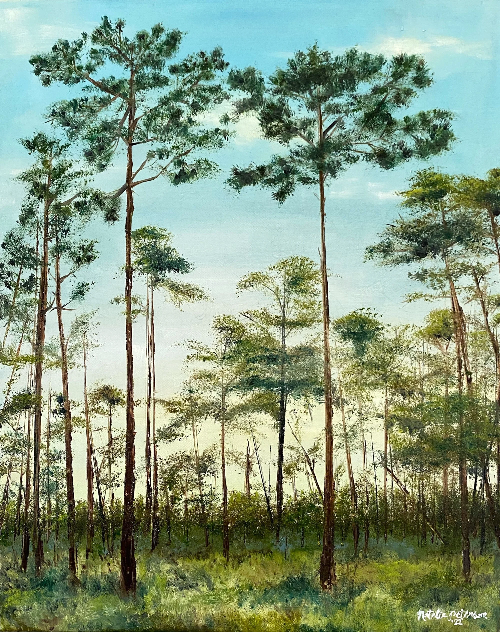 Tall Pines of Southeast Texas