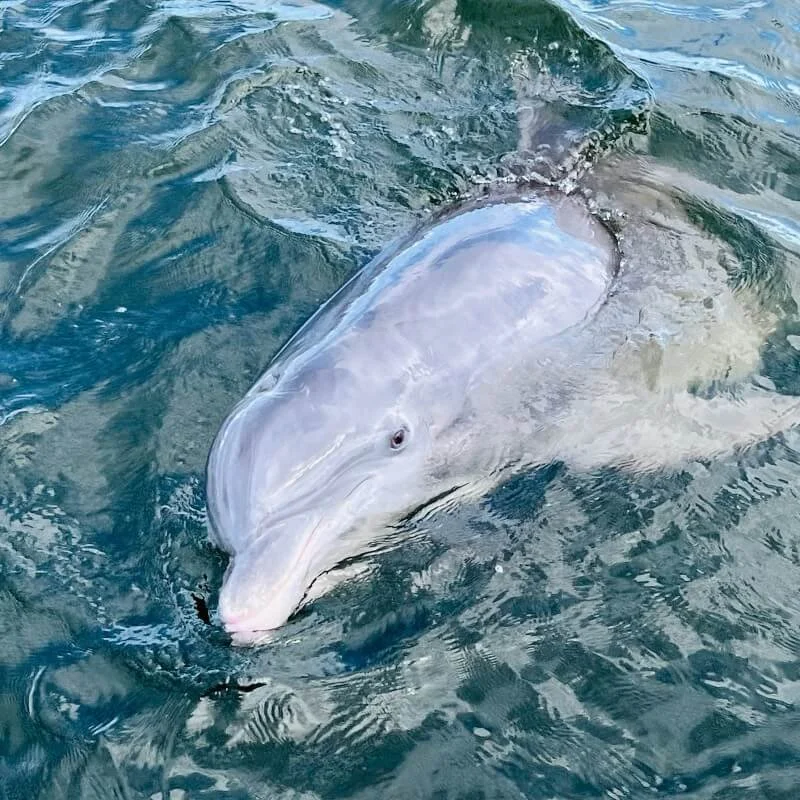 dolphin cruise pensacola