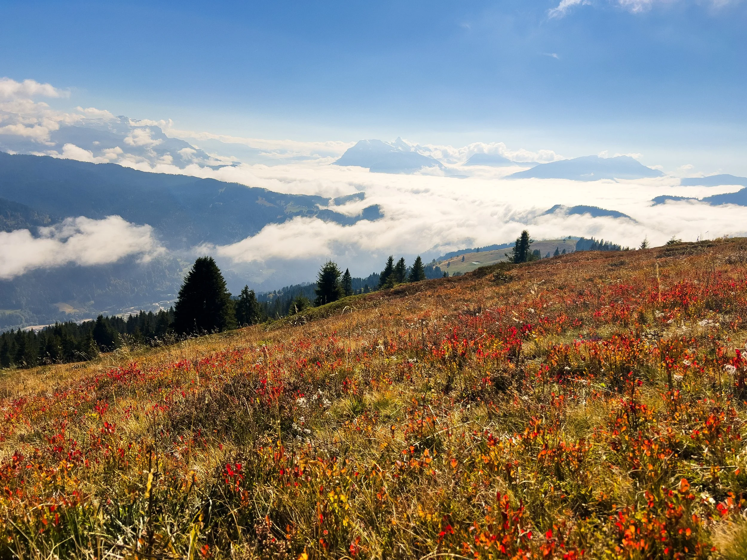 Summer mountain landscape in Les Gets with wildflowers and panoramic Alpine scenery.