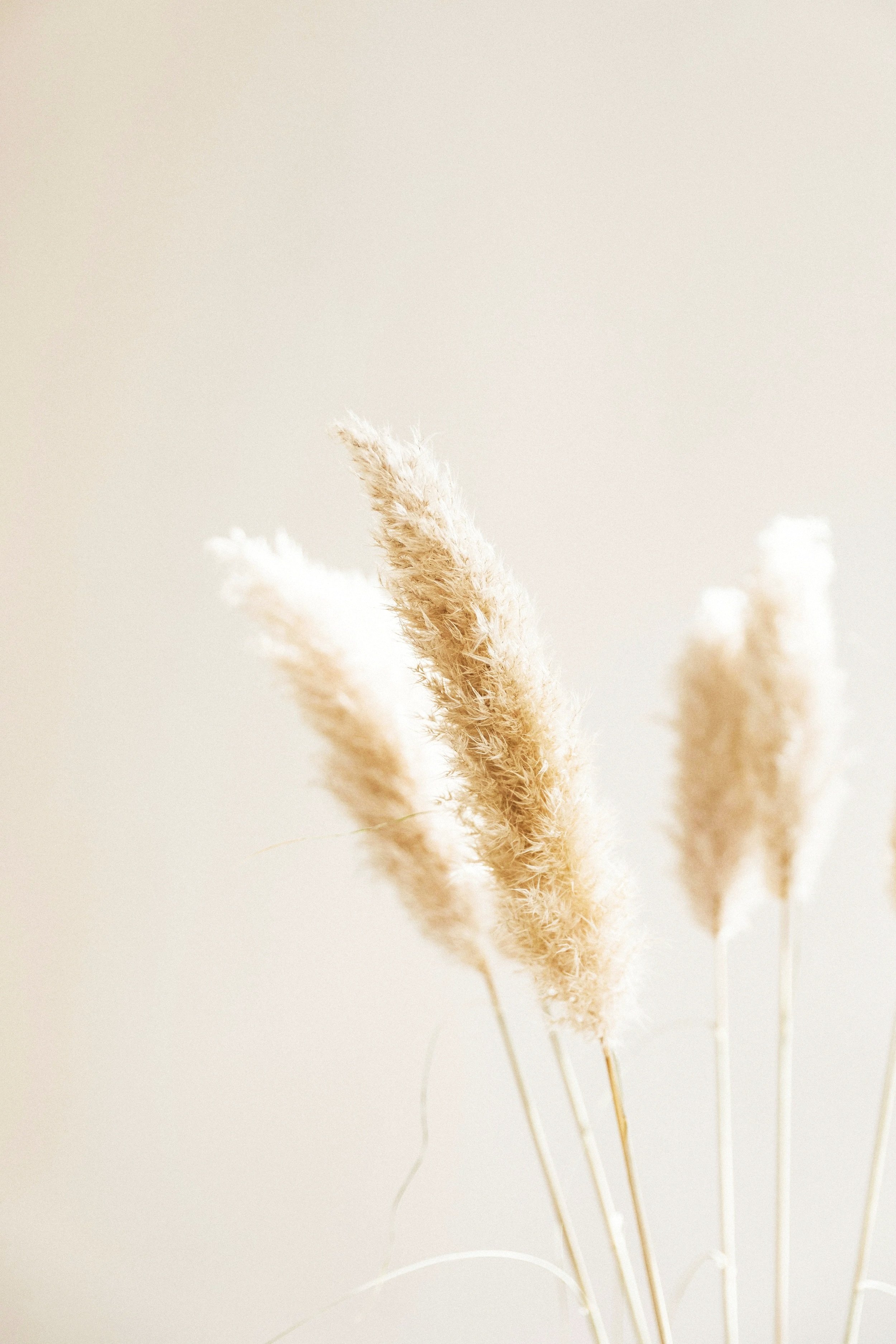 Close-up of beige dried pampas grass against a light, neutral background.