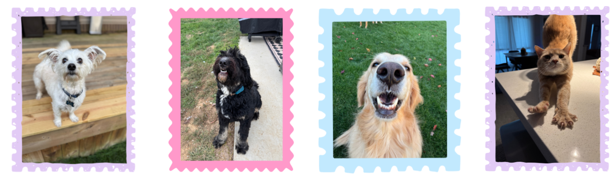 Four dogs and one cat, each within colorful scrapbook-style borders.