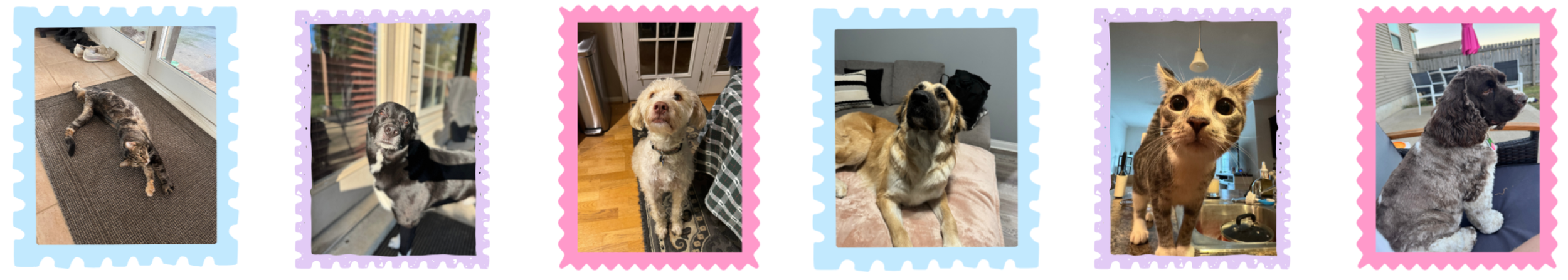 Six photos of different dogs and a cat, each framed with colorful, scalloped borders. The first dog is a small, gray, and brown tabby laying on a doormat near a glass door. The second dog is a small, black and white puppy sitting inside, near a sliding glass door. The third dog is a medium-sized, cream-colored, curly-haired dog sitting on a hardwood floor indoors. The fourth dog is a light brown and white mixed breed with a black mask, lying on a bed indoors. The fifth photo is of a tabby cat with big eyes, sitting on a table or counter indoors. The sixth dog is a large, gray and black poodle mix, sitting outdoors on a patio near a fence.