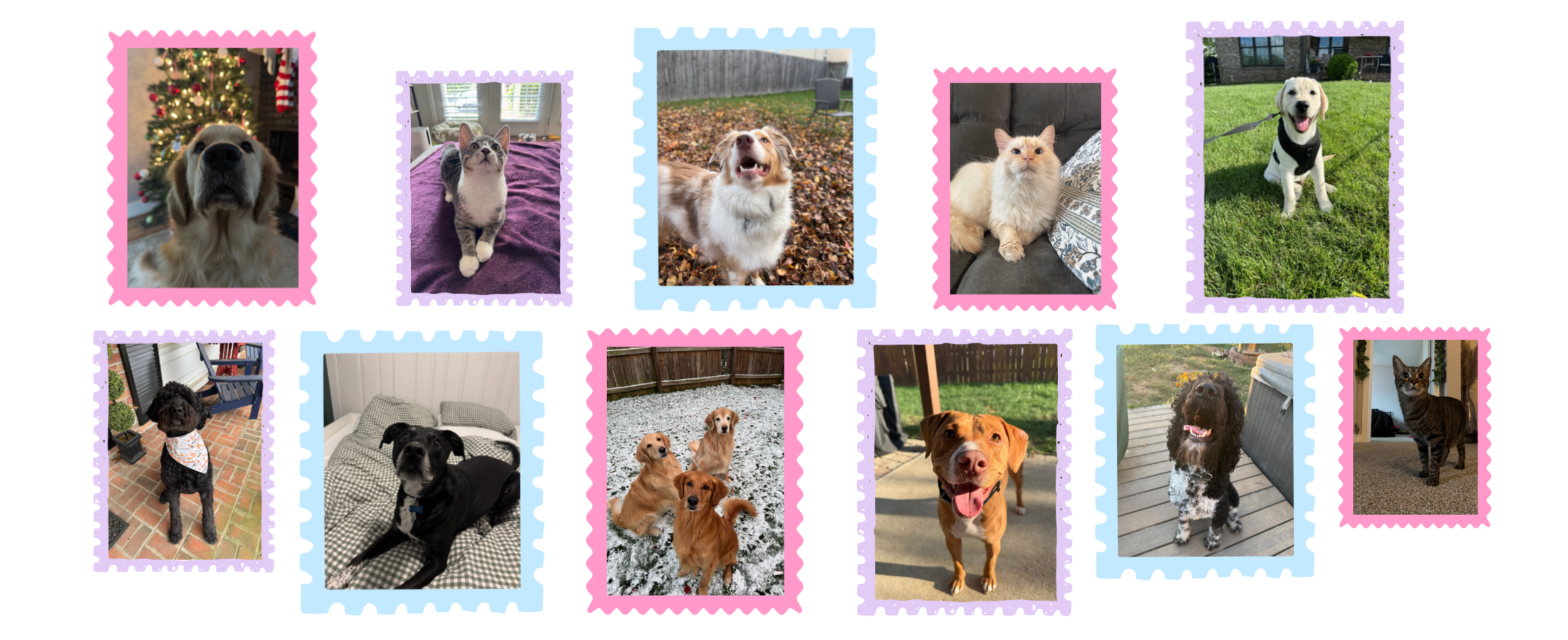Collage of various pet photos framed with colored scrapbook borders. Contains dogs, cats, and a kitten in different settings.