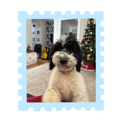 A cute black and white fluffy dog with a curly coat sitting indoors near a decorated Christmas tree.