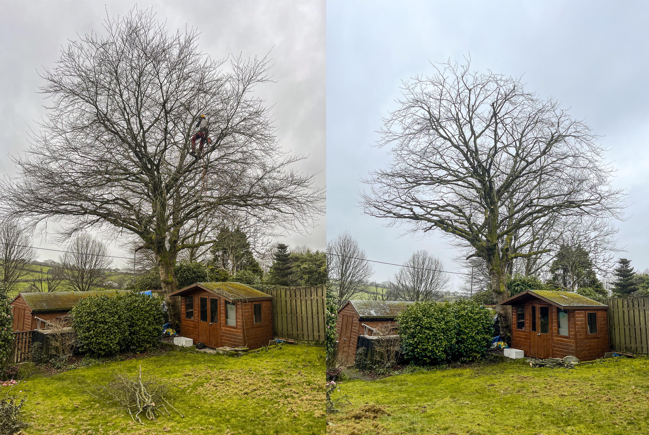 Comparison of two images showing a backyard with a large leafless tree. The left image includes a person climbing the tree with safety gear, while the right image shows the same tree without anyone in it. The backyard has a small wooden shed, a fence