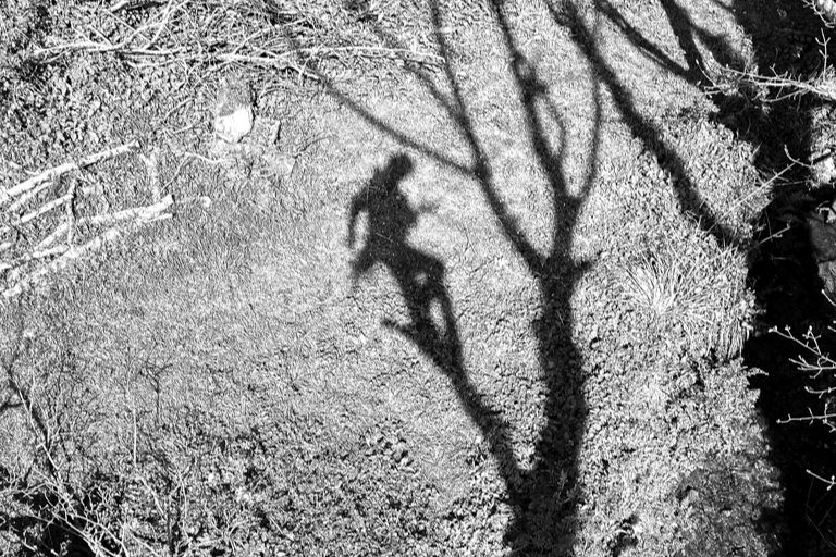Shadow of a person on a tree trunk, cast onto dry ground with sparse vegetation and small plants.
