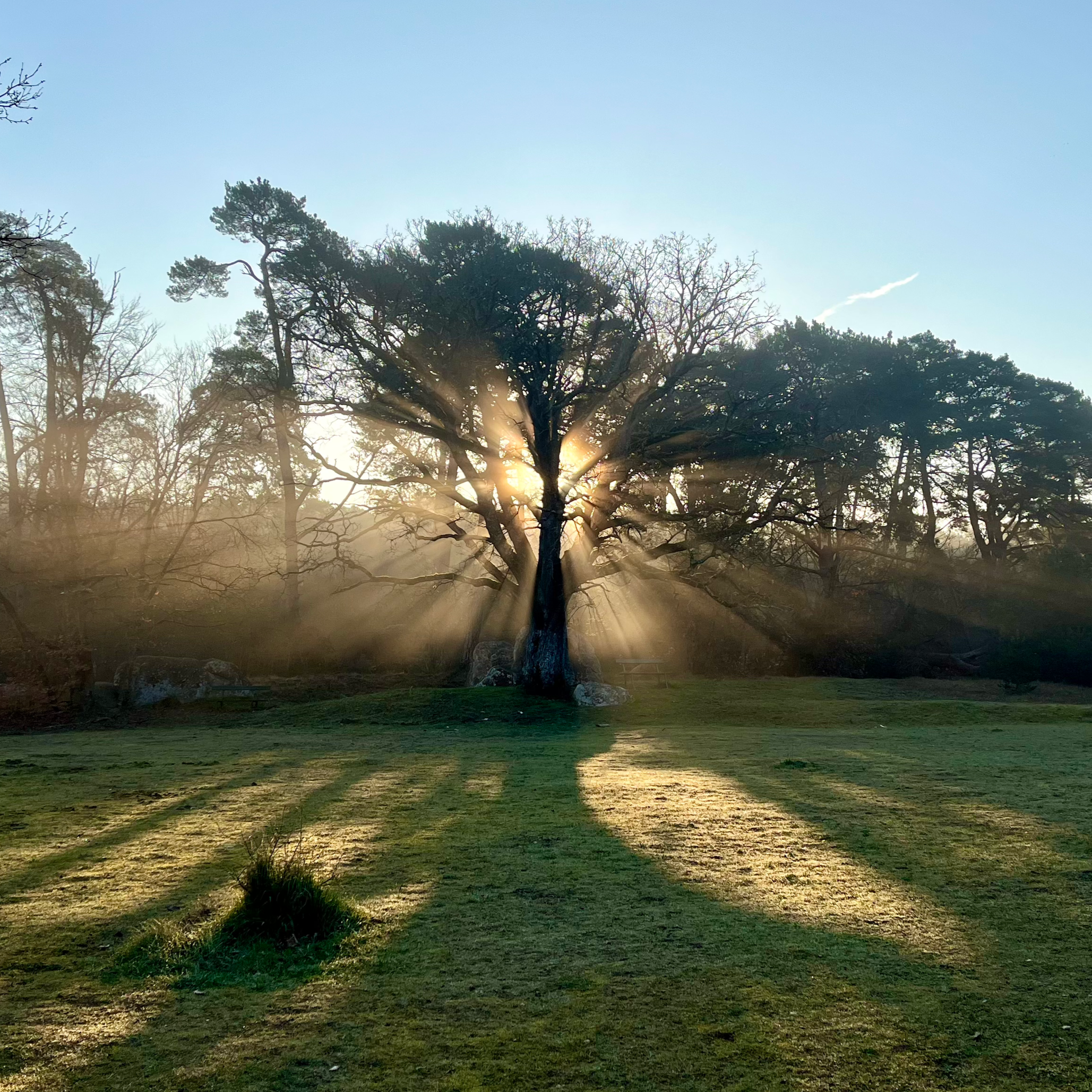 Sunrise or sunset over a grassy field with large, leafless and leafy trees, with sun rays shining through the branches and a clear blue sky.